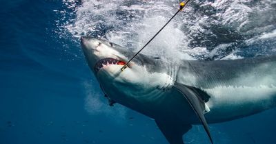 Terrifying moment Great White Shark reveals razor teeth as it thrashes on hook