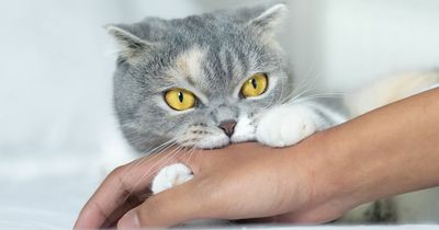 Vet lists four cat breeds he would never buy and describes one as 'aggressive'