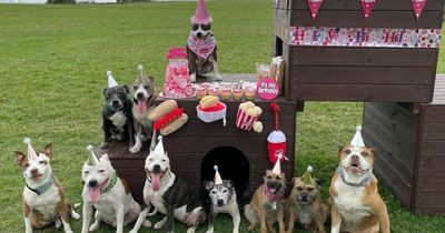 'I treat my dogs to Starbucks and McDonald's and they enjoy birthday parties'