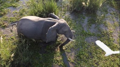 Deadly elephant attacks on the rise in Zimbabwe