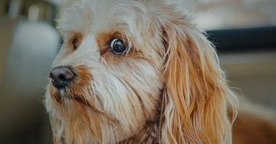 'Can dogs see ghosts' smashing Google searches as Halloween approaches