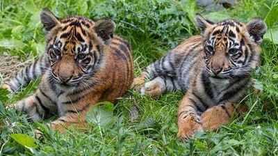 ZSL London Zoo names Sumatran tiger cubs