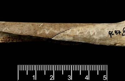 Tech & Science Daily podcast: ‘Ritual cannibalism’ in stone age DNA discovery