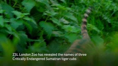 London Zoo reveals names of Sumatran tiger cub triplets