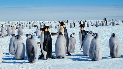 Emperor penguin gets protections from Endangered Species Act