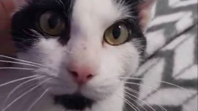 Cat killed by dog sparks liability investigation by Sunshine Coast Council