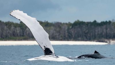 Whales wave goodbye to Queensland coast as turtle nesting season gets underway