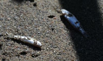 Global health at mercy of fossil fuel addiction, warn scientists