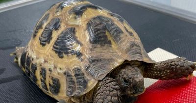 Unusual tortoise found abandoned in Hello Fresh delivery box