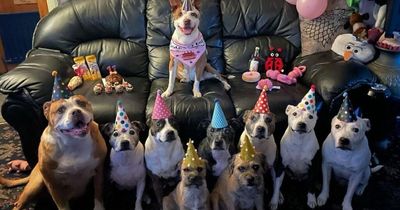 Woman throws eight pampered pooches birthday parties and takes them for coffee