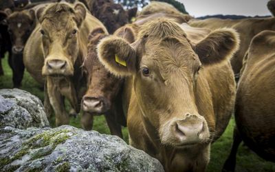 EU Regulations Bill is a ‘potential death sentence’ for Scottish agriculture