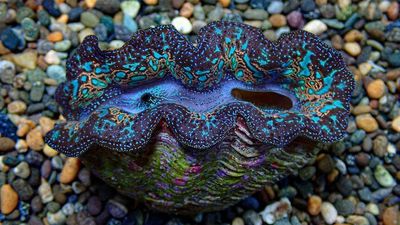 Giant clams set for global aquarium market show their colours after successful spawning
