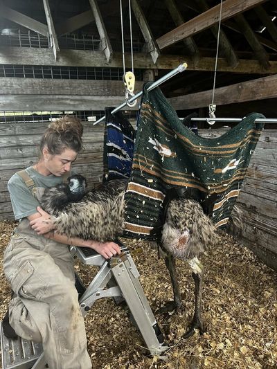Emmanuel the emu does not have the avian flu, but is likely stressed out, owner says