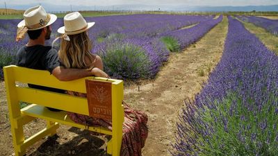 A Lavender Farm Turns The Golan Purple