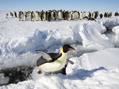 Emperor penguins will receive endangered species protections