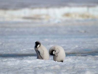 Emperor penguins added to endangered species list