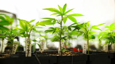 Cannabis Use Can Increase Pain After Surgery