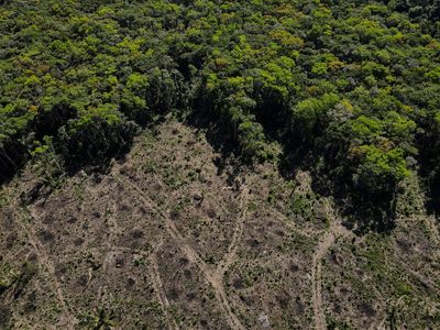 Explainer-What Brazil's election means for the Amazon rainforest