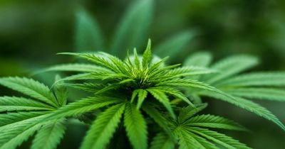 Germany to legalise cannabis for recreational use