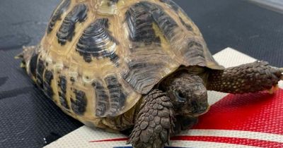 Injured tortoise found abandoned in cardboard box on top of bin in Scots village