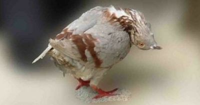 Pigeons transform into strange zombies with twisted necks after mysterious bird virus