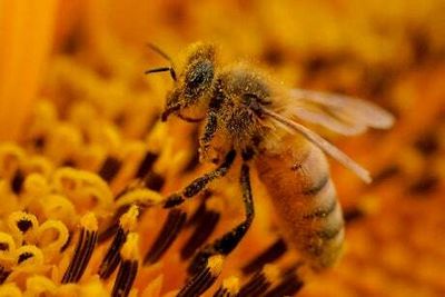 Expert reveals that pumpkins could become extinct if we don’t save bees