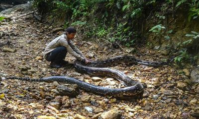 Python swallows woman at plantation in Indonesia