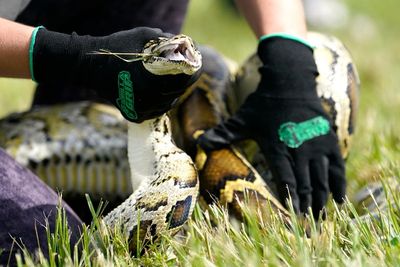 Florida teen captures 28 Burmese pythons, gets top prize