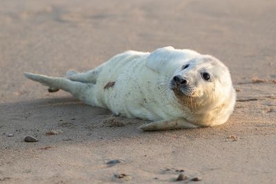 First grey seal pup of the season born at Horsey Beach in Norfolk