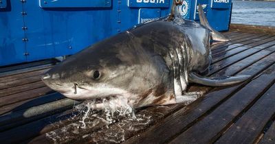 Monster Great White shark named Bob detected lurking near tourist beauty spot