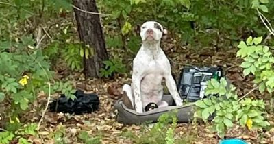 Puppy left in woods with all his belongings waits weeks for someone to spot him
