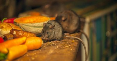 How to banish mice as experts explain 'biggest reason' rodents invade homes