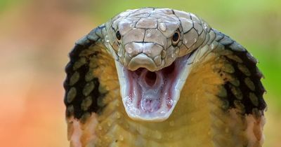 Deadly snake escapes from zoo and hides from staff in desperate search for king cobra