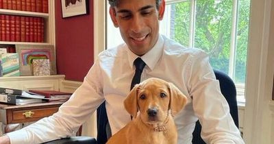 Who is Rishi Sunak's dog Nova as lovable pooch moves into 10 Downing Street