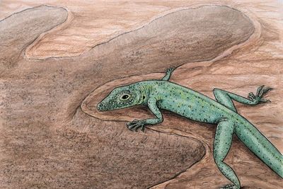 Tiny 166m-year-old lizard fossil found in Scotland shows ‘evolution in action’
