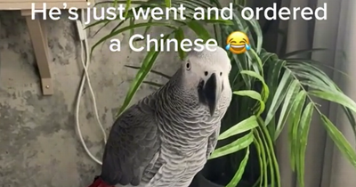 Belfast parrot orders himself a takeaway in perfect Northern Ireland accent