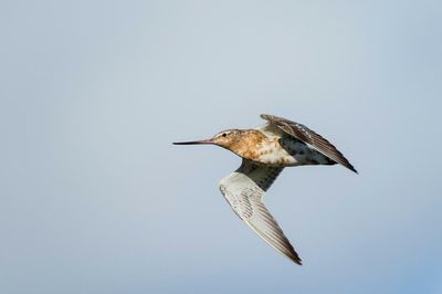 Bar-tailed godwit sets world record with 13,560km continuous flight from Alaska to southern Australia