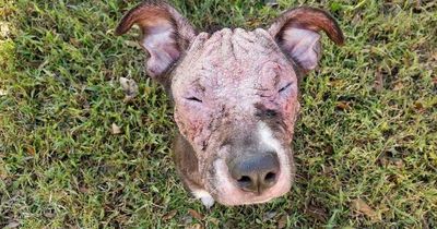 Puppy found with eyes stuck shut and open sores all over body in heartwarming recovery