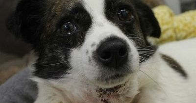 Terrified dog found with throat ripped out in worst case RSPCA has ever seen