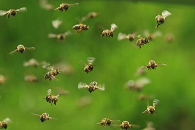 How insect swarms can change the weather