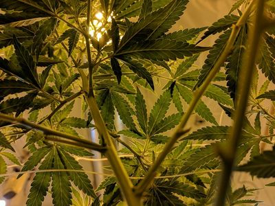 Wanna Grow Weed At Home? This Intensive Course Could Help You Get Great Results
