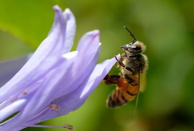 Bees shown to 'count' from left to right for first time