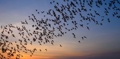 Declining bat populations are a cause for human concern