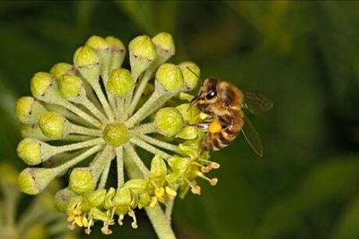 Honeybee swarms can generate eight times more electricity than a thunderstorm cloud