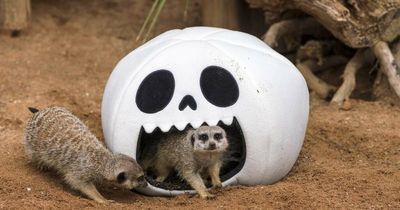 Spook-tacular Halloween party at the zoo