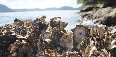 Playing sea soundscapes can summon thousands of baby oysters – and help regrow oyster reefs