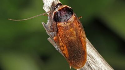 Termites thriving under consecutive La Niñas, cockroach and spider populations to spike as hot weather kicks in