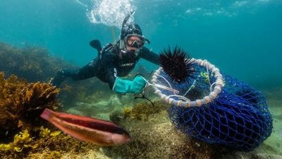 Sea urchin infestations in New South Wales, Tasmania and Victoria investigated in inquiry