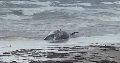 Huge minke whale found washed up on Ayrshire beach as locals warned to stay away