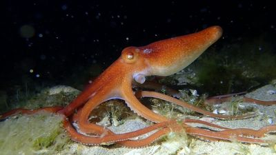 Octopus venom could slow growth of melanoma, study shows